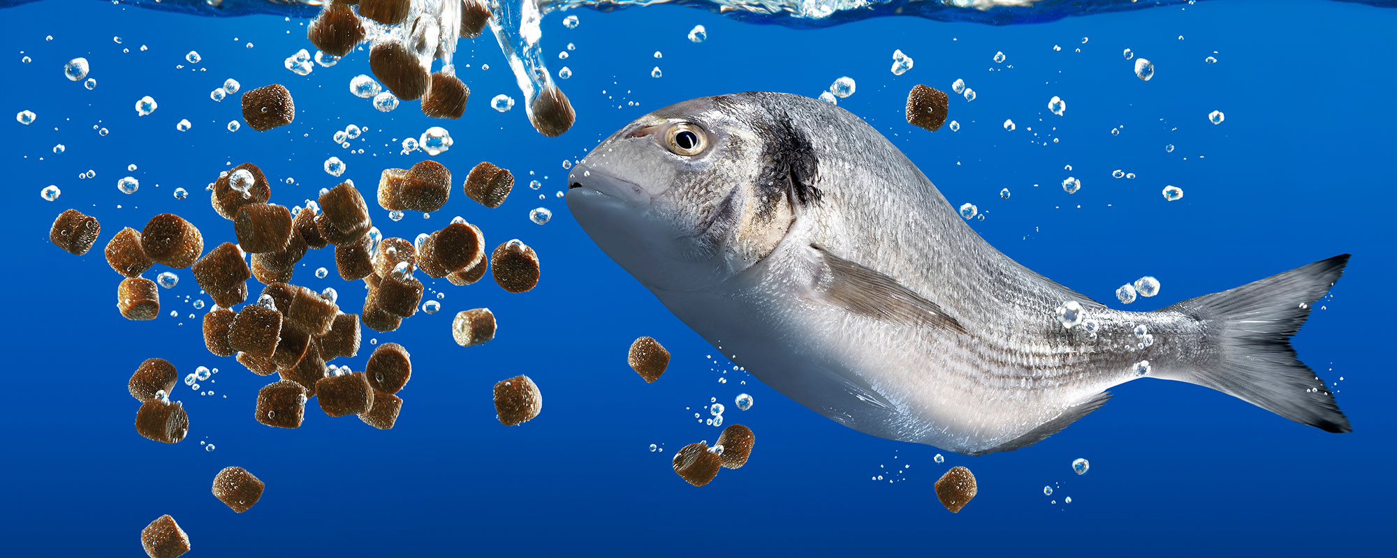 Optimale Futterversorgung Ihrer Fische