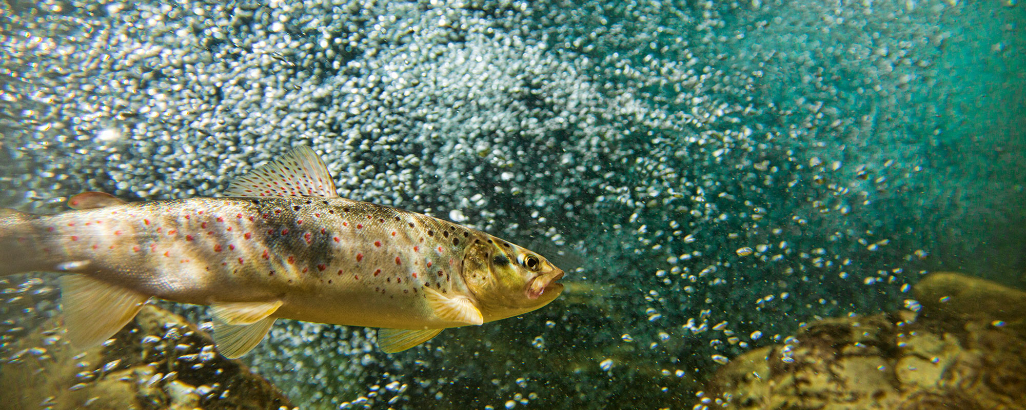 oxygen enrichment for vivid fish in the water